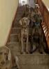 Jax on stairs with 4 Weims